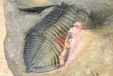 Zlichovaspis Trilobite With Crotalocephalina & Reedops #381179-6